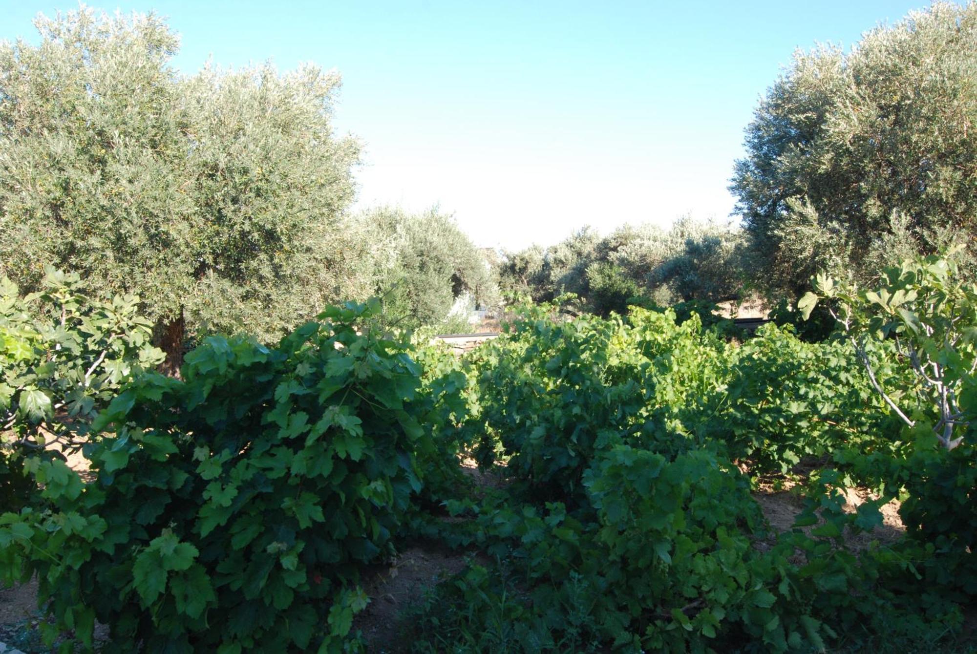 Villa Perivoli Platis Gialos  Kültér fotó
